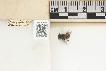 Media type: image;   Entomology 790550 Aspect: Labels